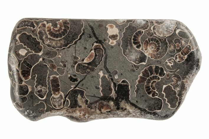 Polished Ammonite (Promicroceras) Slice - Marston Magna Marble #211348
